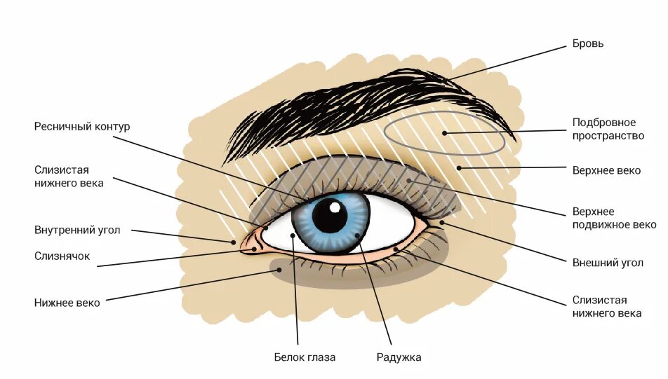 Части подов. Между веком и бровью название. Строение Нижнего века глаза. Части глаза название.