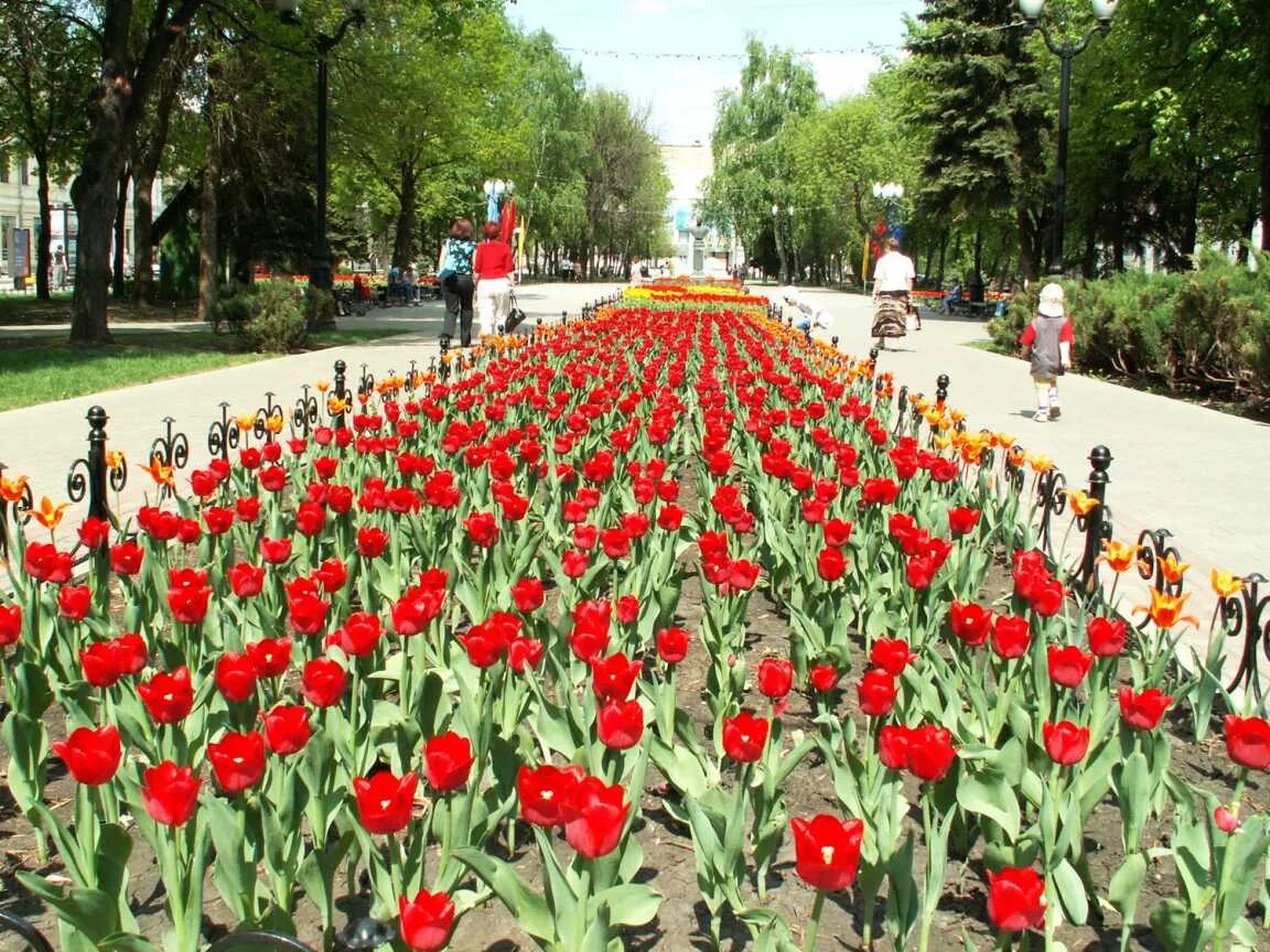 Тюльпаны курганинск. Аллея тюльпанов в Белгороде. Парк Победы Белгород тюльпаны. Тамбов тюльпаны парк Победы. Тюльпаны парк Победы Москва.