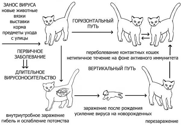 Дегельминтизация котят схема. Прививки котенку до года таблица обязательные. Схема прививок для кошек. Прививки котенку до года таблица. За сколько глистогонить кошку перед прививкой