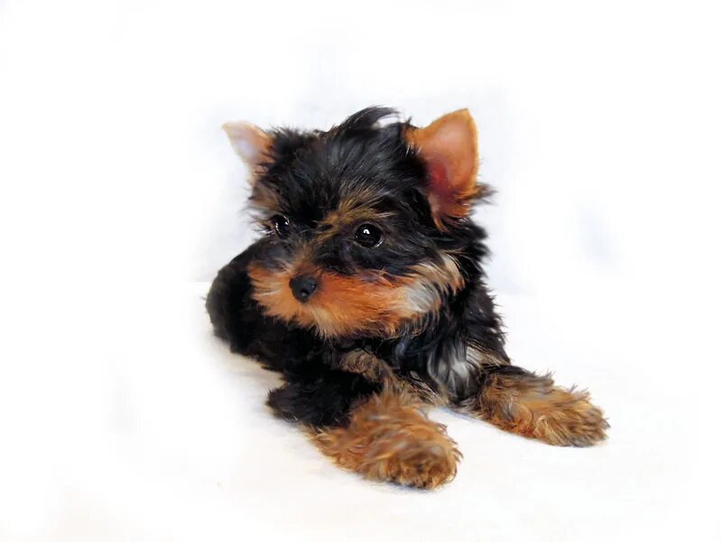 йоркширский терьер беларусь. ершистый терьер стандарт. йоркширский терьер стандарт мальчик. карликовый йоркширский терьер. йоркшир терьер.