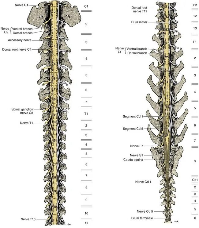 Нервная система схема спинного мозга. Спинной мозг собаки схема. Отделы спинного мозга собаки. Нервная система спинной мозг анатомия.