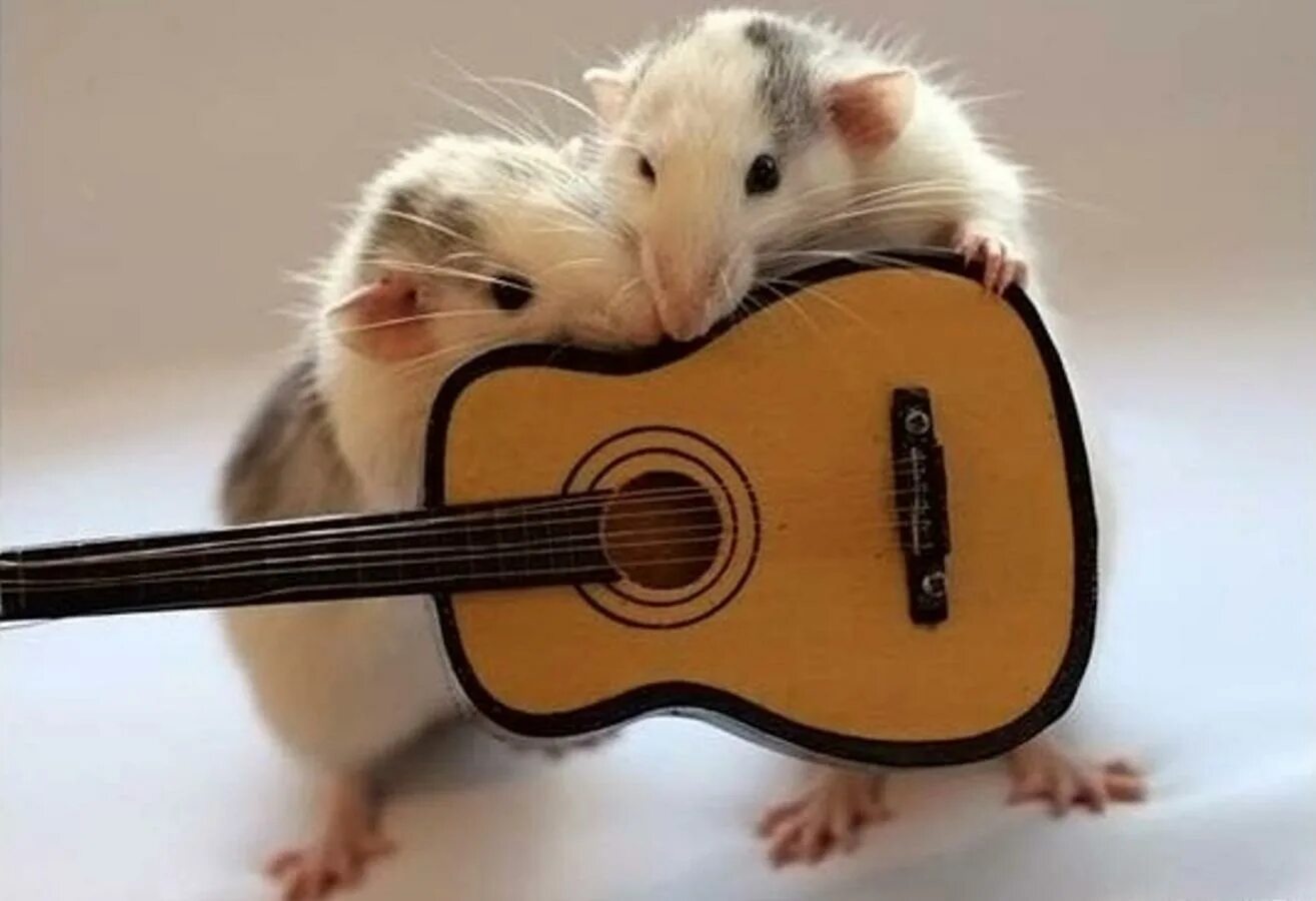 Эллен Ван Дилен. Эллен Ван Дилен крысы. Мышка с музыкальным инструментом. Хомяк с гитарой. Обитатели песня