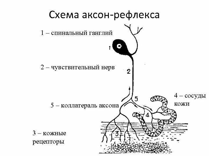 Аксон рефлекс. Аксонный рефлекс. Аксон рефлекс физиология. Аксон рефлекс схема. Понятие об Аксон рефлексе физиология.