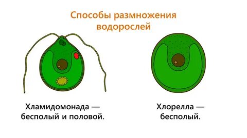 Функция жгутика у хламидомонады