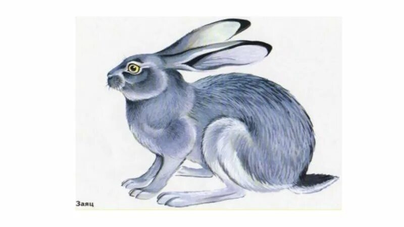 Заяц серый. Заяц рисунок. Заяц с длинным хвостом. Хвост зайца для детей. У зайца хвост короткий а уши