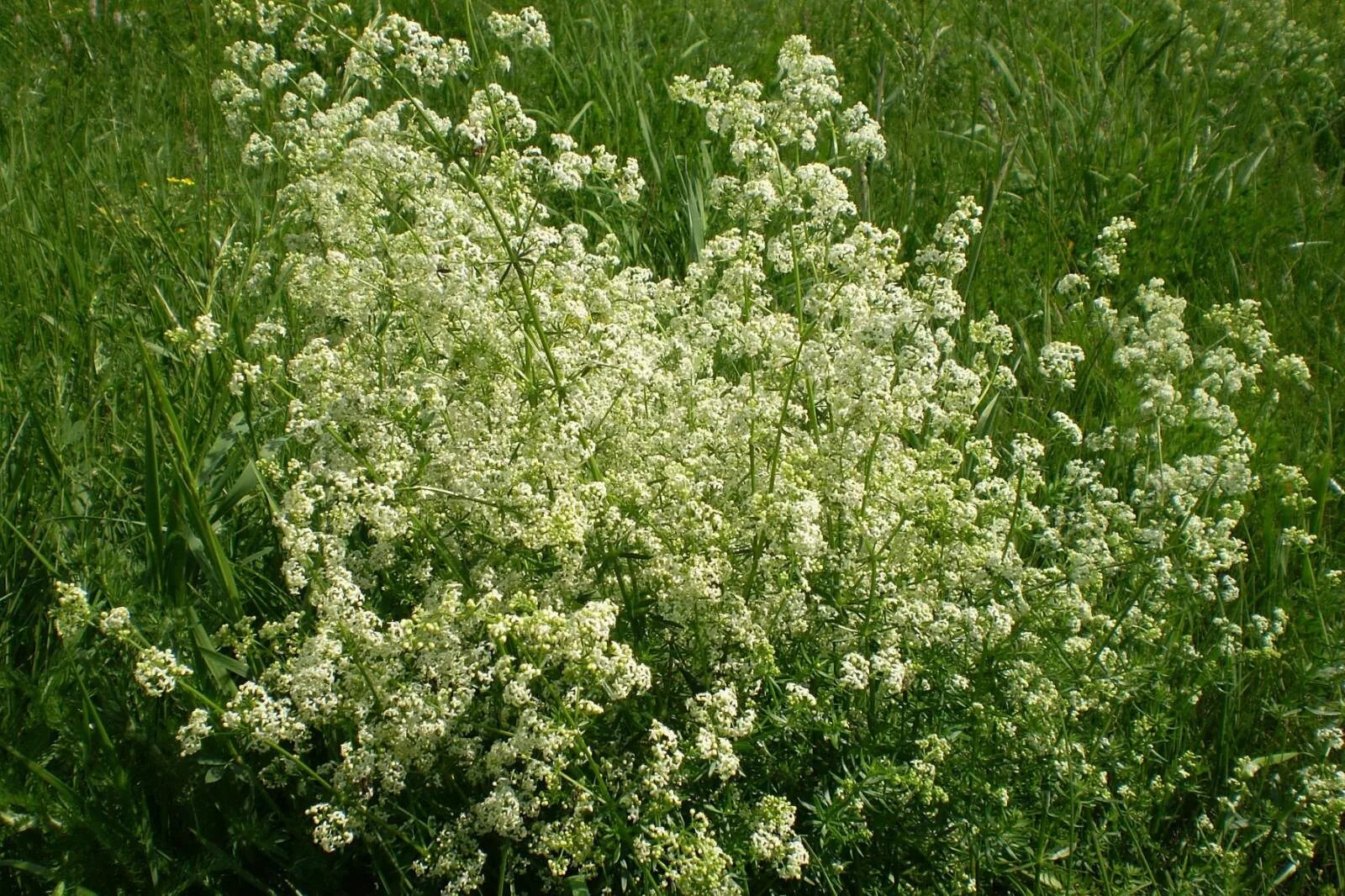 Сильно пахнущие травы. Подмаренник белый. Подмаренник (Галиум). Цветок подмаренник Северный. Подмаренник красильный.