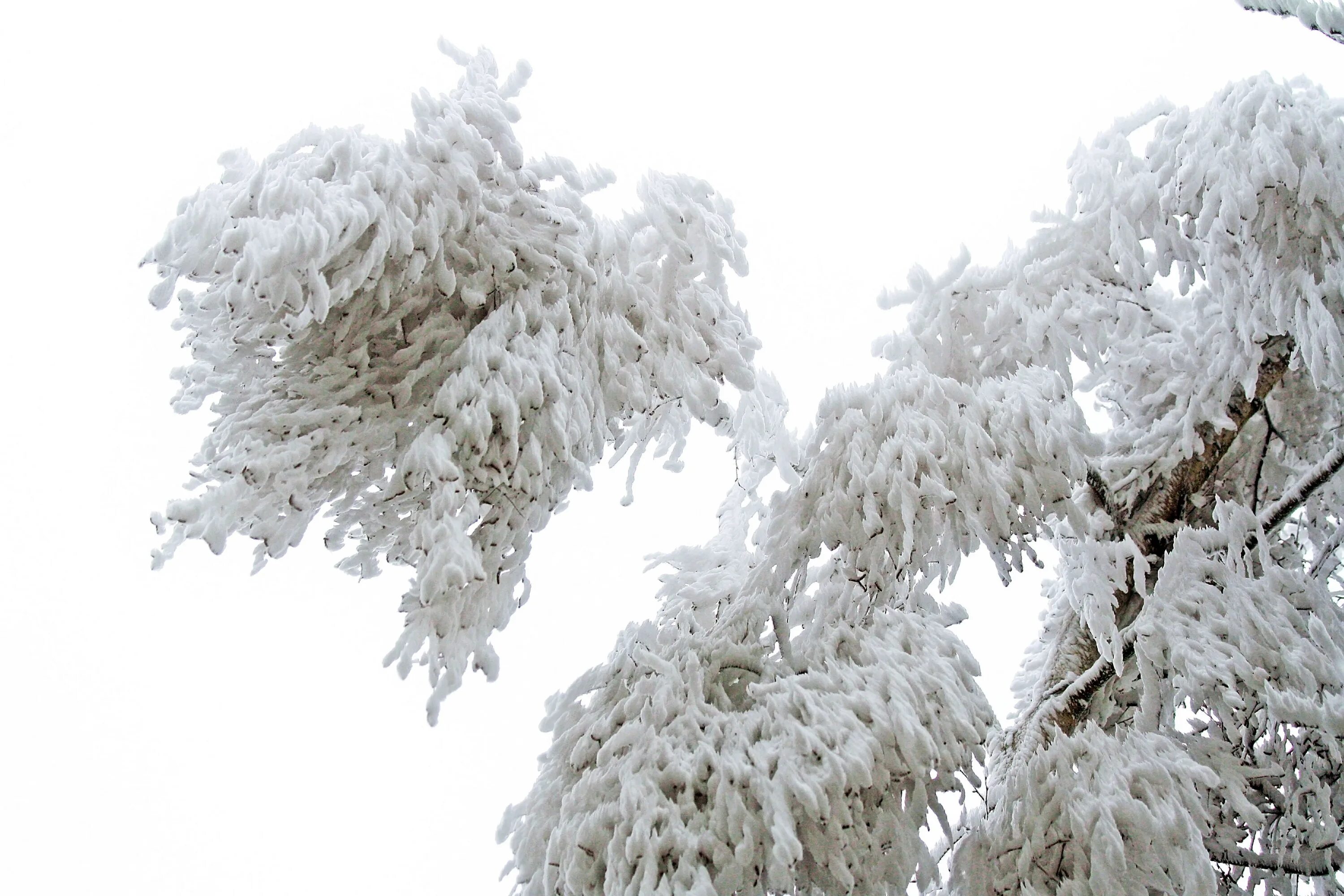 White freeze. Зимние деревья. Обледеневшие деревья. Природа Обледенение. Холодное дерево.