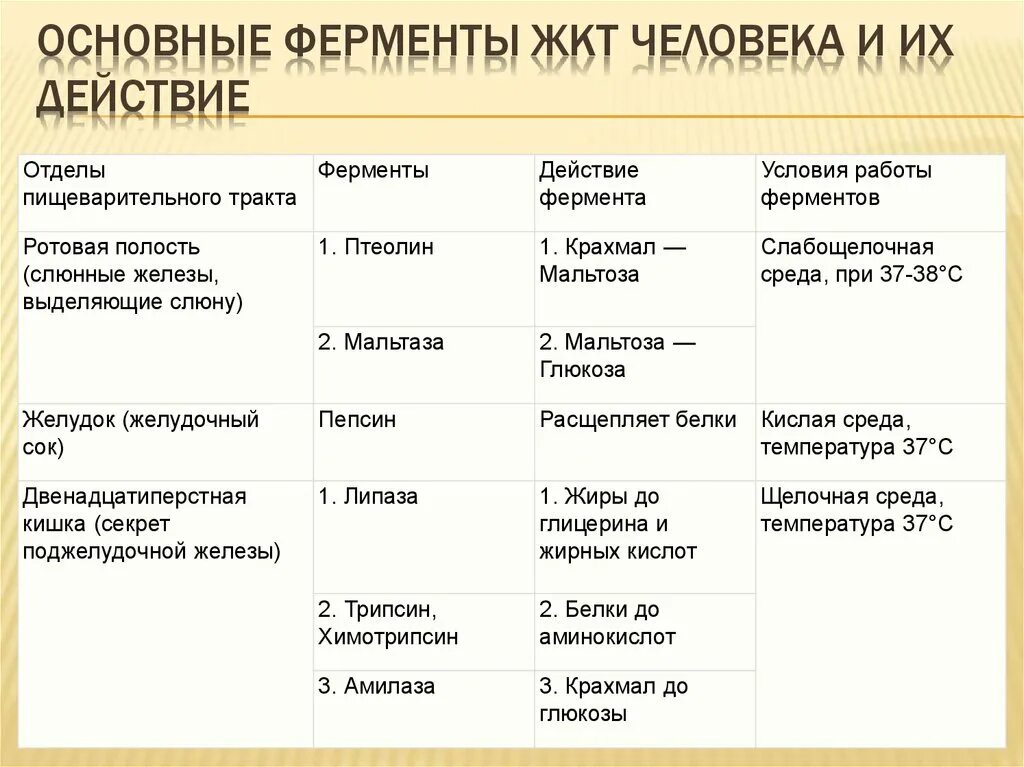 Отделы пищеварительной системы ферменты