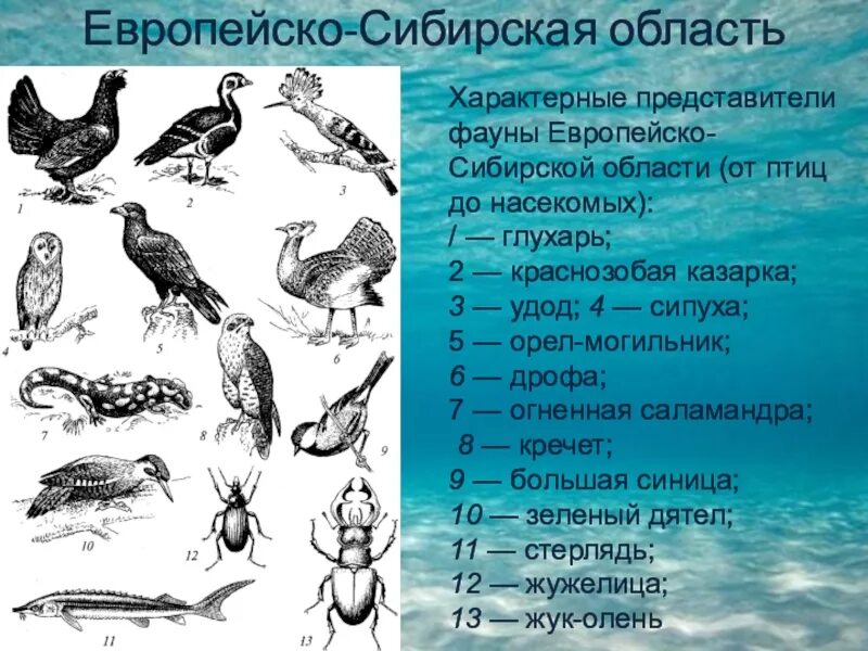 Типичные представители животных. Представители фауны. европейско-сибирская область фауна. характерные представители. европейско сибирская подобласть.