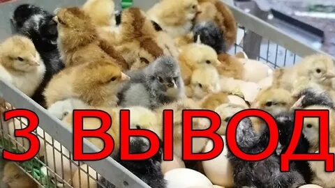 Инкубатор цыплята видео
