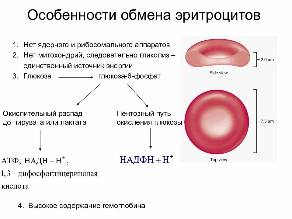 Метаболизм эритроцитов биохимия. Характеристика эритроцитов. гликолиз в эритроцитах.