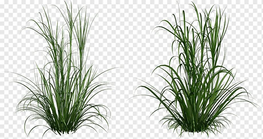 Grass plant. Осока куст. Растения на прозрачном фоне. Растения на белом фоне. Травинка на прозрачном фоне.