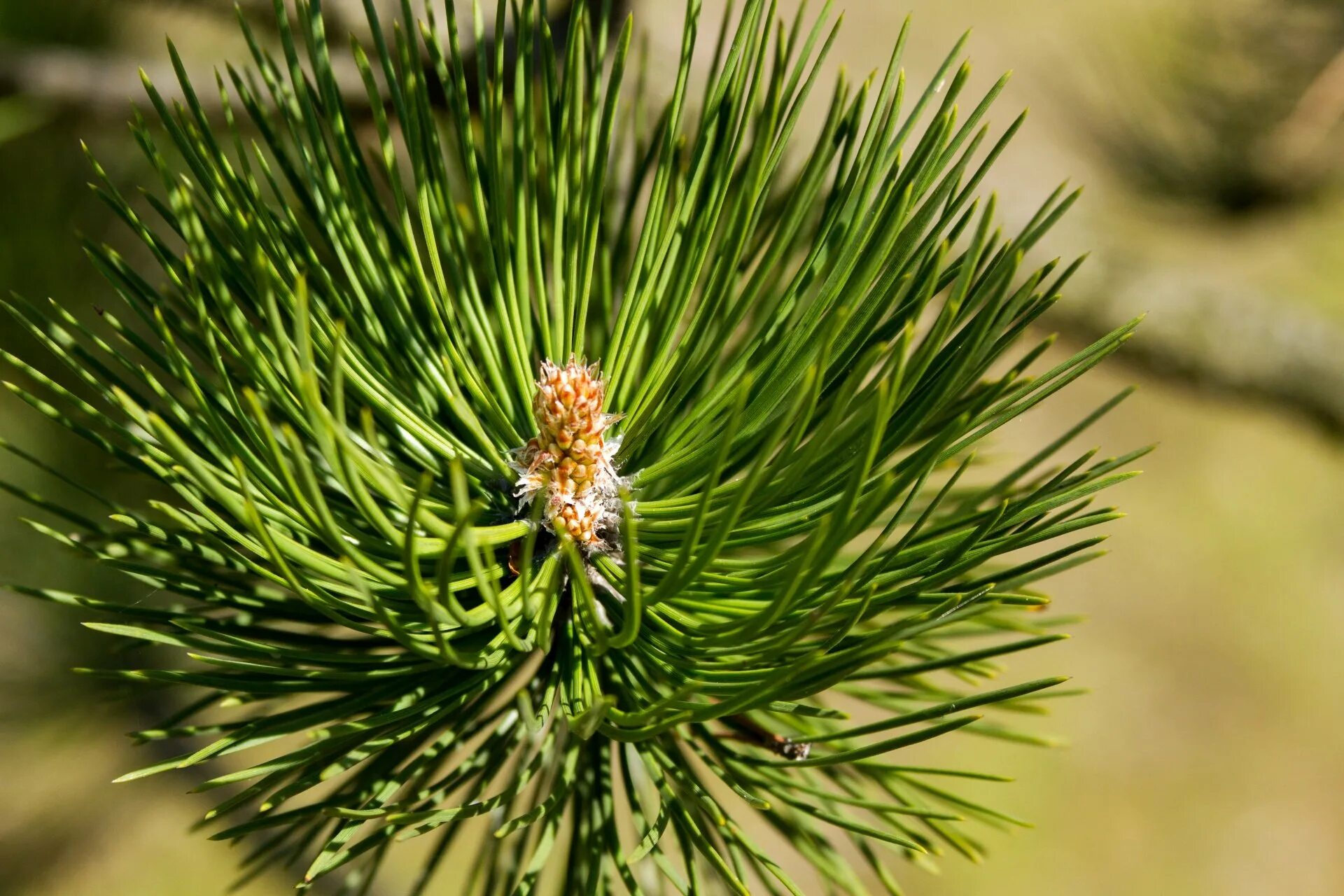 Хвойный слушать. Pinus Sylvestris 'Skjak'. Хвоинки сосны обыкновенной. Сосна обыкновенная Хиберниа. Сосна Чешуйчатая.