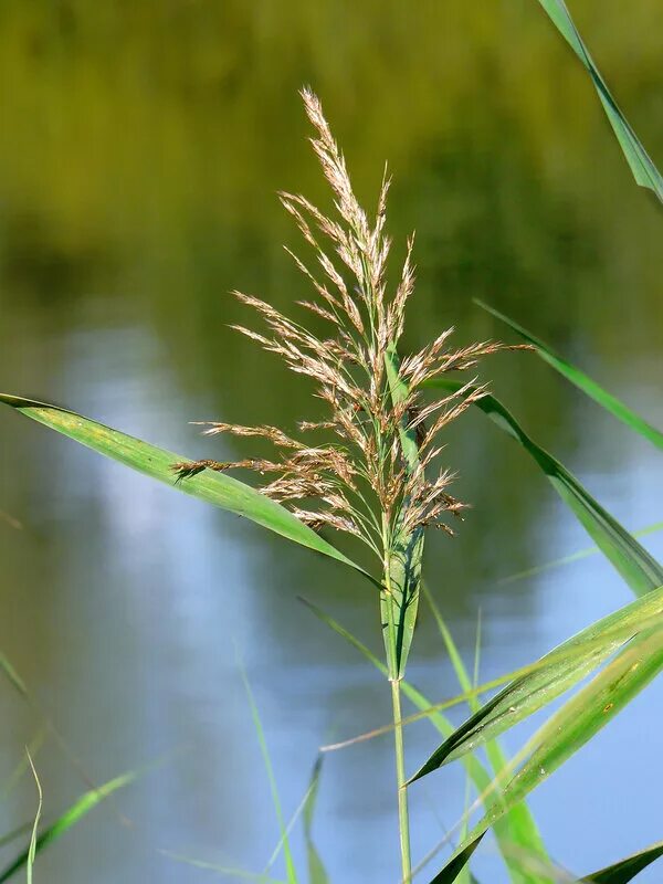 камыш как выглядит на самом. камыш как выглядит на самом. рогоз узколистный (typha angustifolia). камыш и рогоз. камыш рогоз тростник.