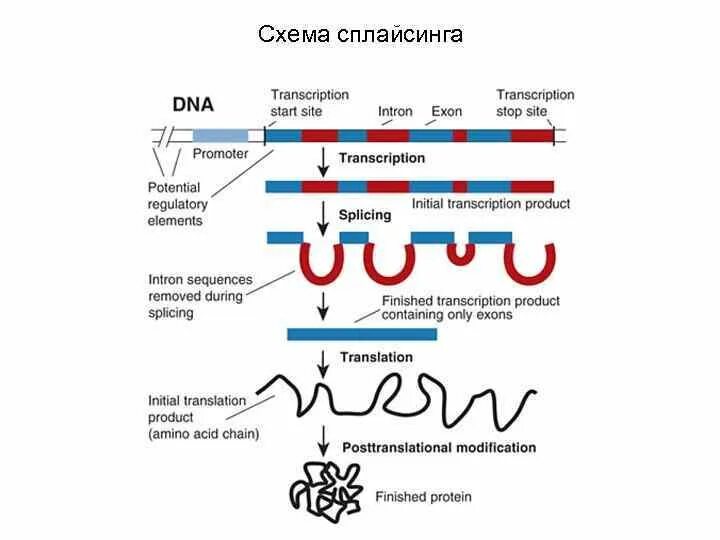 Сплайсинг эукариот. Альтернативный сплайсинг процесс рнк. механизм сплайсинга рнк эукариот. механизм сплайсинга рнк. сплайсинг в интронах схема.
