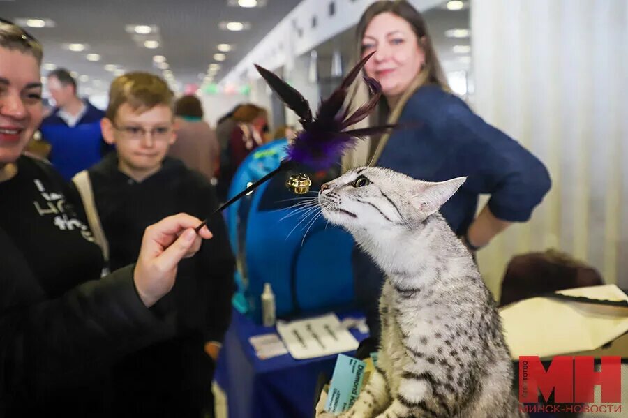 Выставка кошек москва poster. Минералогическая выставка в екатеринбурге в 2022 планета. Выставки екатеринбург. Интернациональная кошка. Клк москва.