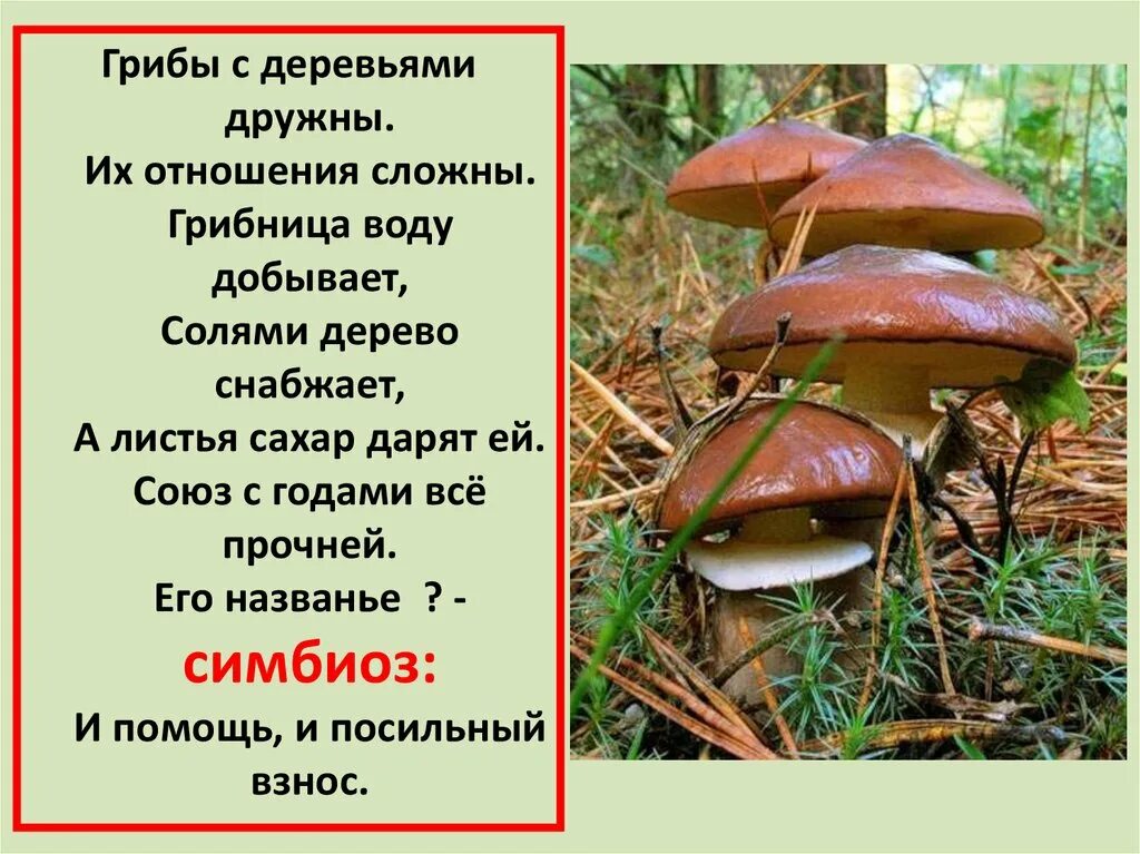 Многообразие и значение грибов 5 класс презентация. Строение и многообразие грибов. Гриб снабжает дерево. Разнообразие грибов 5 класс. Микология наука о грибах.