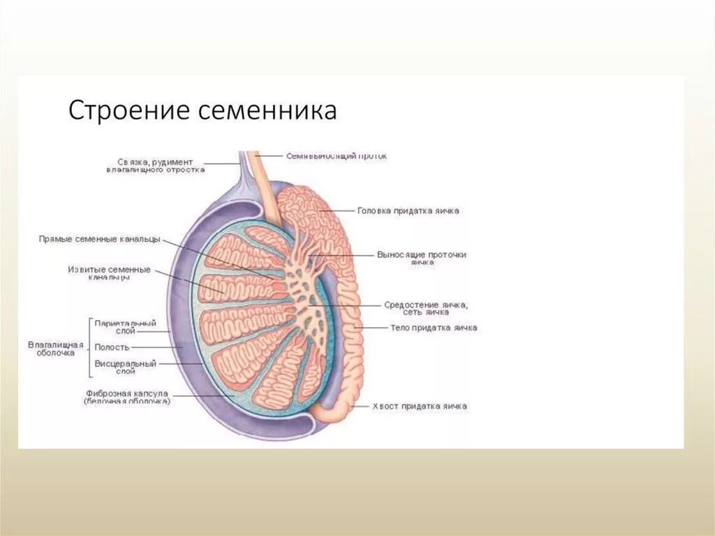 Придаток яичка у мужчин лечение. Строение мужских яиц. Придаток яичка анатомия строение. Мужская половая система придаток семенника. Белочная оболочка яичка гистология.