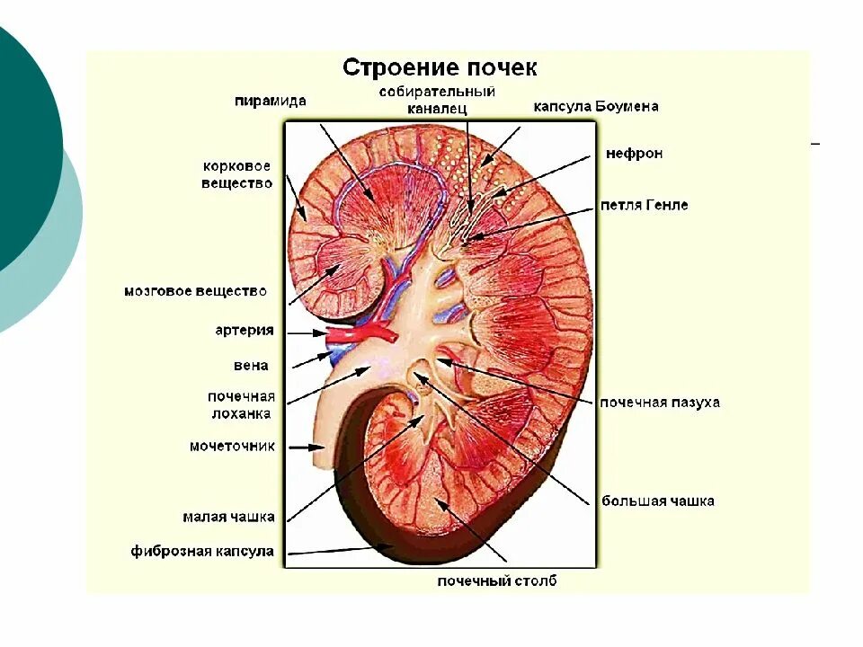 Функционирующая почка. Паренхима почки анатомия человека. почка строение анатомия егэ. паренхима корковое и мозговое вещество почки. срез почки человека строение.