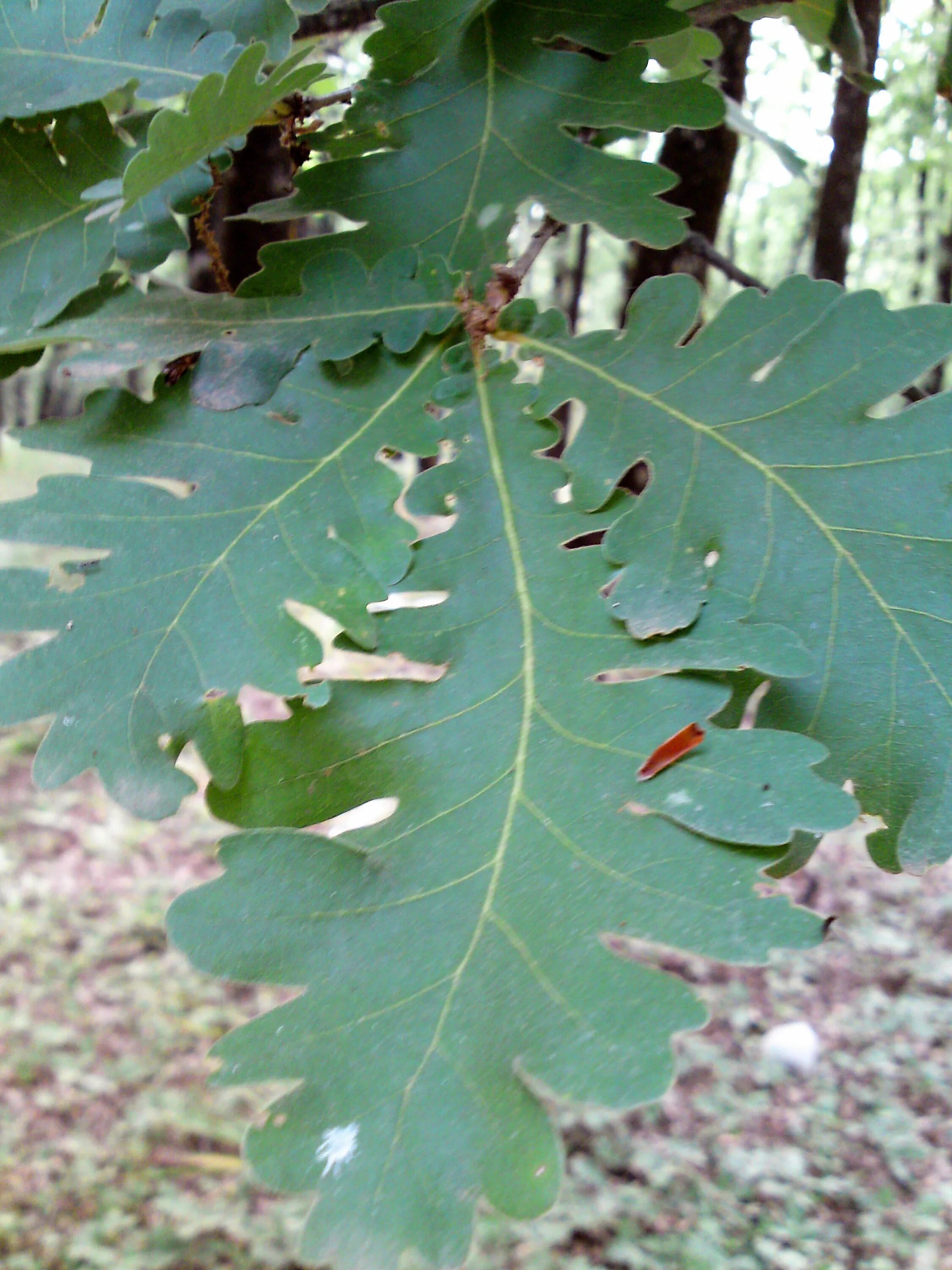 Рамка для вебки. Тинькофф. Псб банк. Дубовый лист кверкус. Тинькофф.