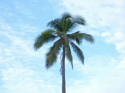 Palm tree