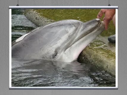 The dolphin a fish