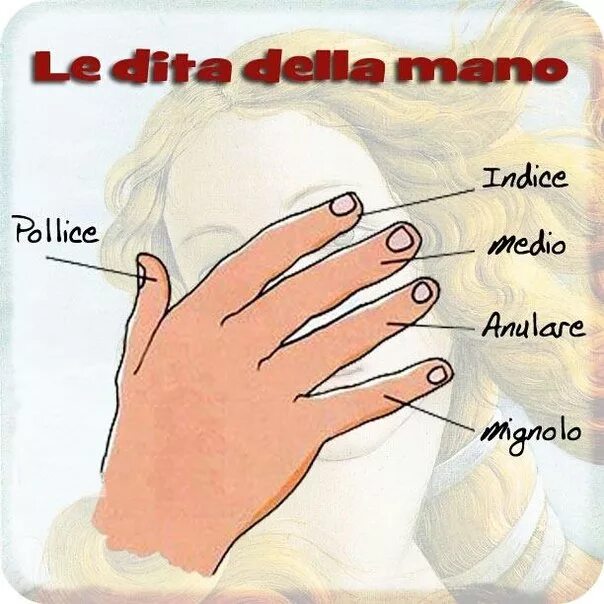 название пальцев на руке. кости кисти (ossa manus). пальцы на латыни. пальцы рук название. кисть руки анатомия строение латынь.