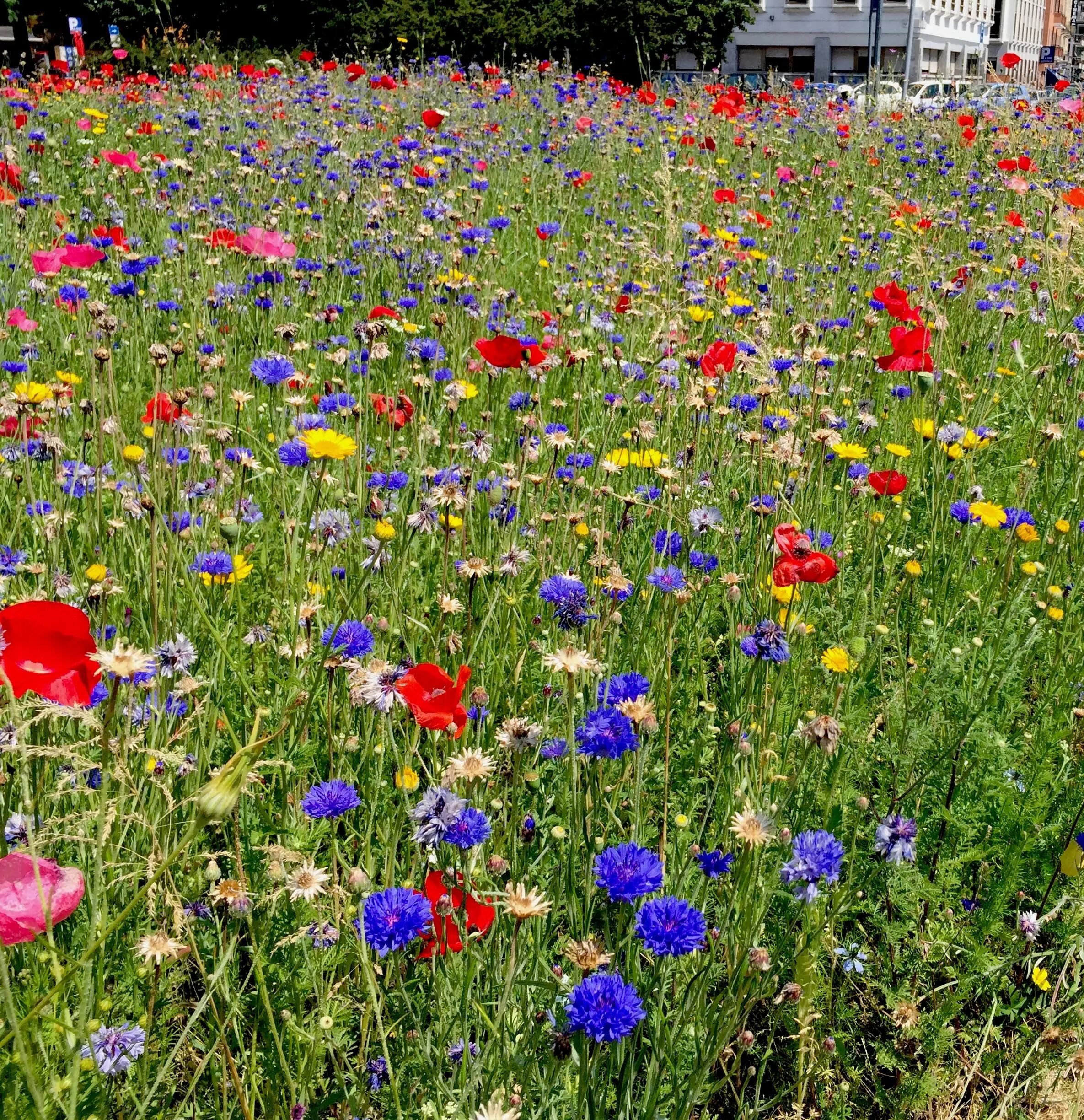 Мавританский луговой газон. Газонная трава цветочная поляна мавританский газон. Газонная трава цветочная поляна мавританский газон. Мавританский газон солнечная лужайка. Цветущий газон.