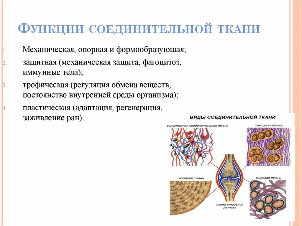 Строение и функции соединительной ткани. Строение и функции соединительной ткани