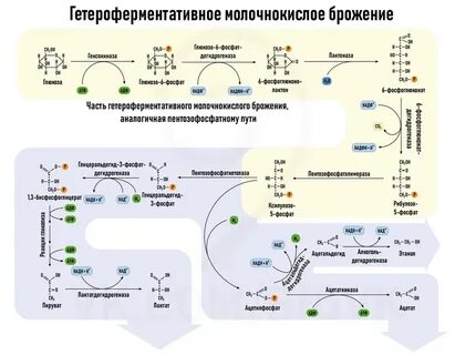Почему брожение считают эволюционно