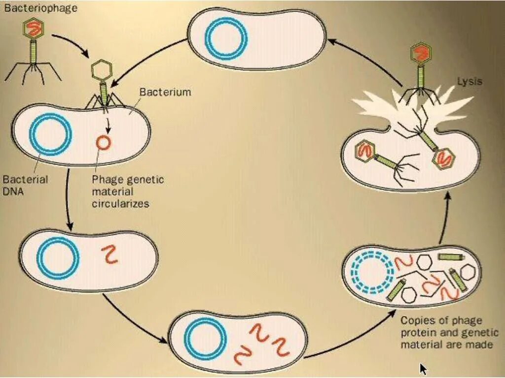 Вирус бактериофаг цикл размножения. Схема размножения бактериофага. Жизненный цикл бактериофага схема. Репродукция вирусов бактериофаг.
