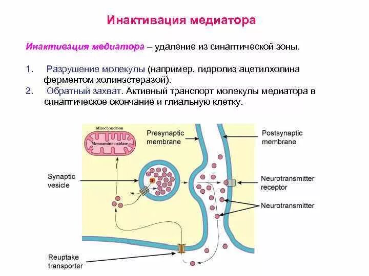 Синтез медиатора осуществляется. Синаптическая щель механизм инактивации медиатора. синтез и инактивация ацетилхолина в синапсе. инактивация ацетилхолина. инактиватор для ацетилхолина.