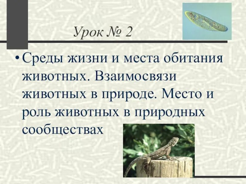 Что такое среда обитания биология 7. Среды жизни животных. Среда и место обитания. Среды жизни и места обитания животных. Среда жизни и местообитание.