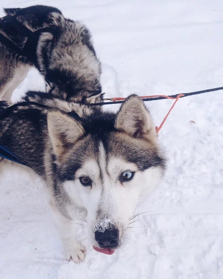 Хаски анимация. Ласка хаска. Ласка хаска. Порода собак ласка ласка. Ласка хаска.