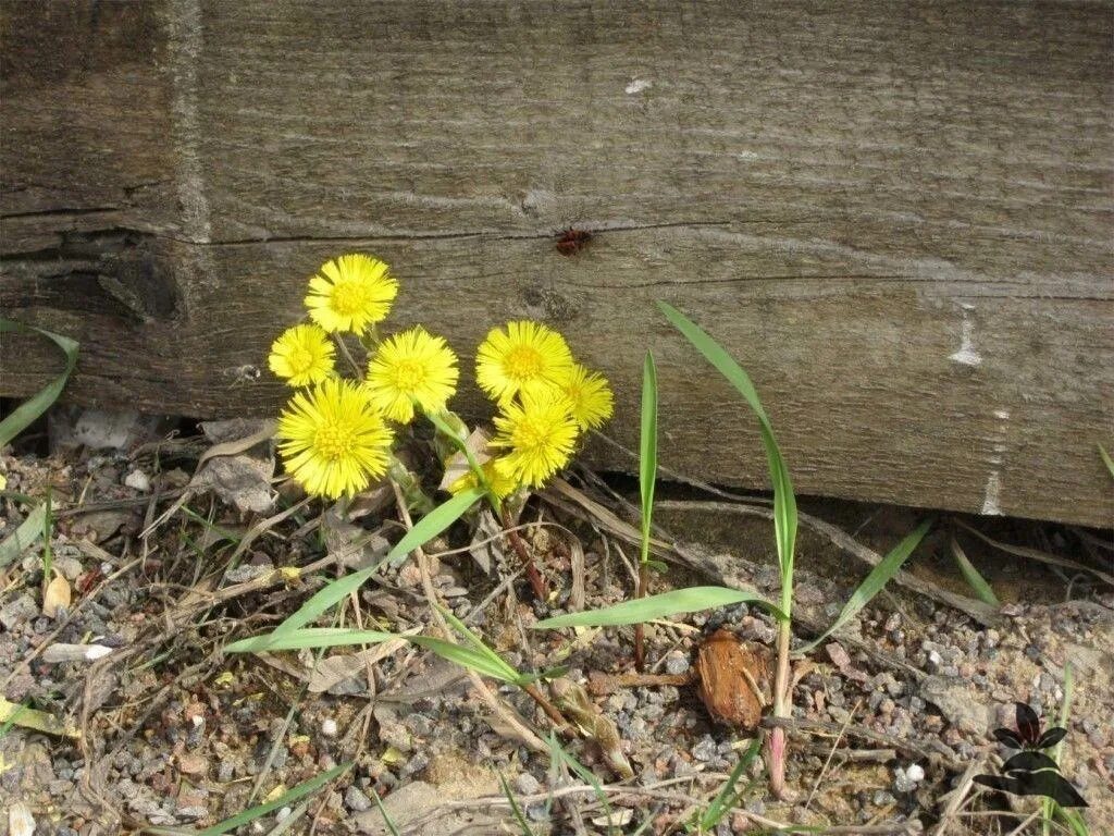 Дача мачеха. Мать и мачеха цветок. Мать и мачеха растение. Мать и мачеха цветок. Мать и мачеха растение.