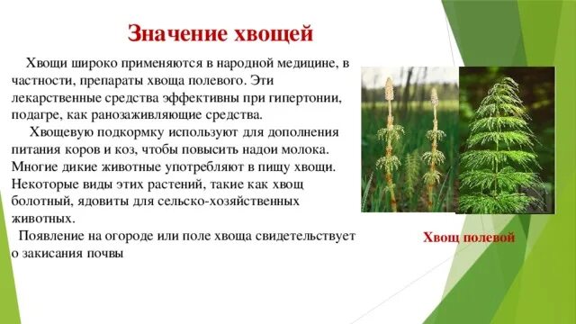 Хвощ полевой высшие растения споровые?. Хвощи роль в природе и жизни. Хвощи в жизни человека. Хвощи в природе жизни человека.