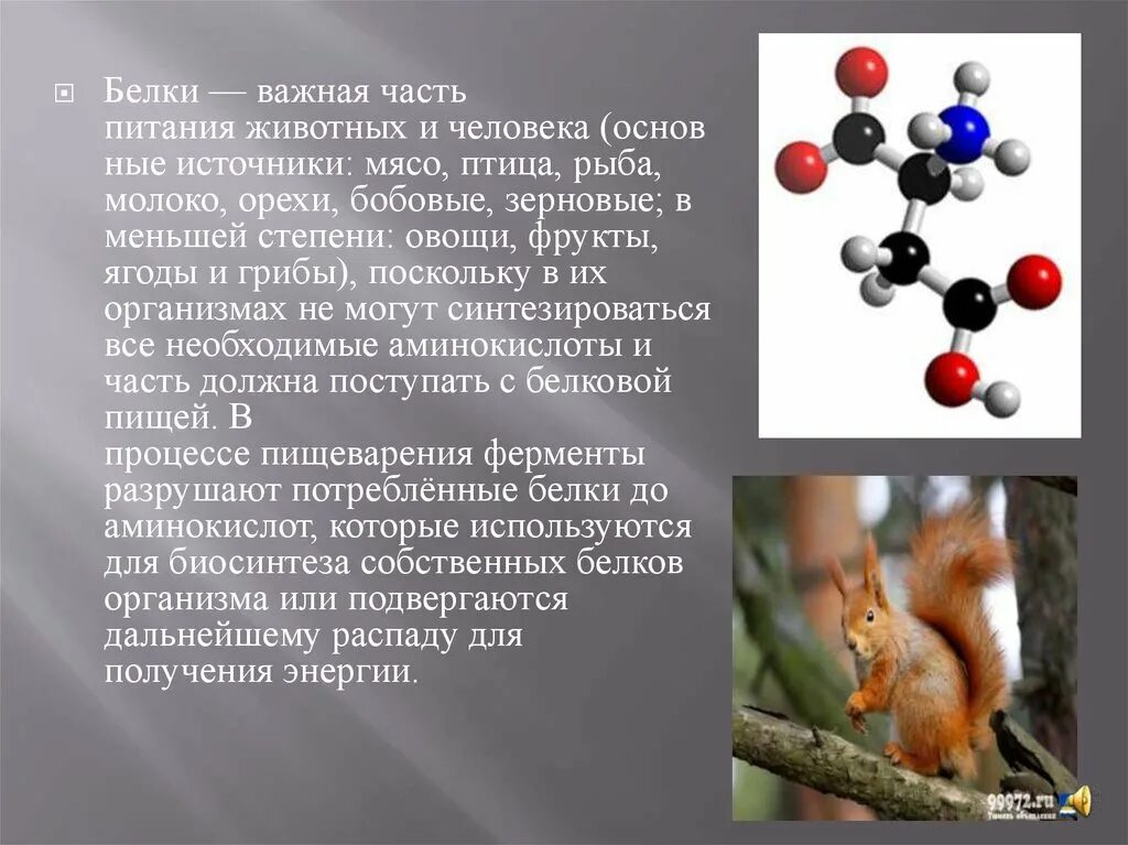 10 5 г белки 3. Белки и их роль. Внешний вид белки. Белки в белках. Белки важные животные.