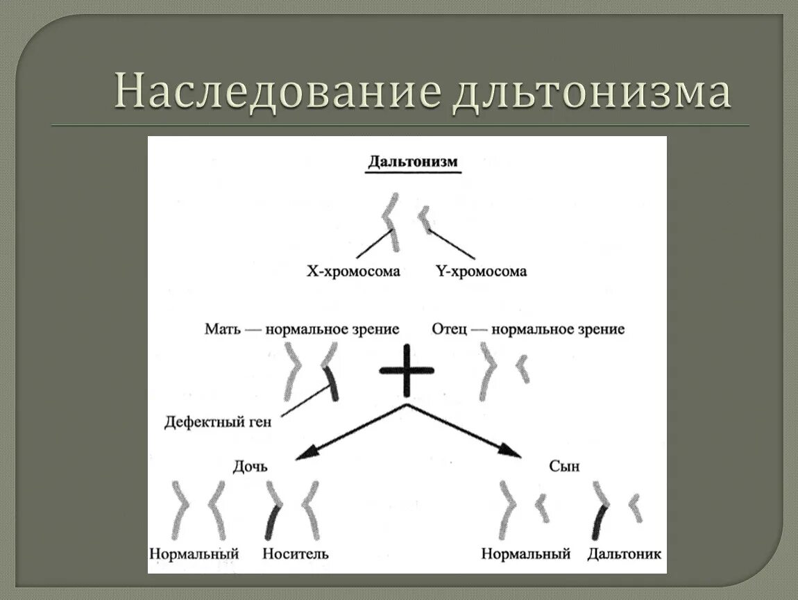 Наследование дальтонизма. По какому типу наследуется дальтонизм. Дальтонизм какой Тип наследования. Дальтонизм хромосома х. Метод наследования дальтонизма