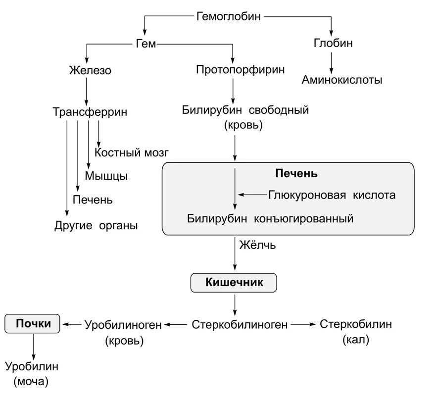 Транспорт продуктов распада к органам выделения. Схема метаболизма гемоглобина. Внутриклеточный обмен гемоглобина схема. Метаболизм гема схема. Схема разрушения гемоглобина.