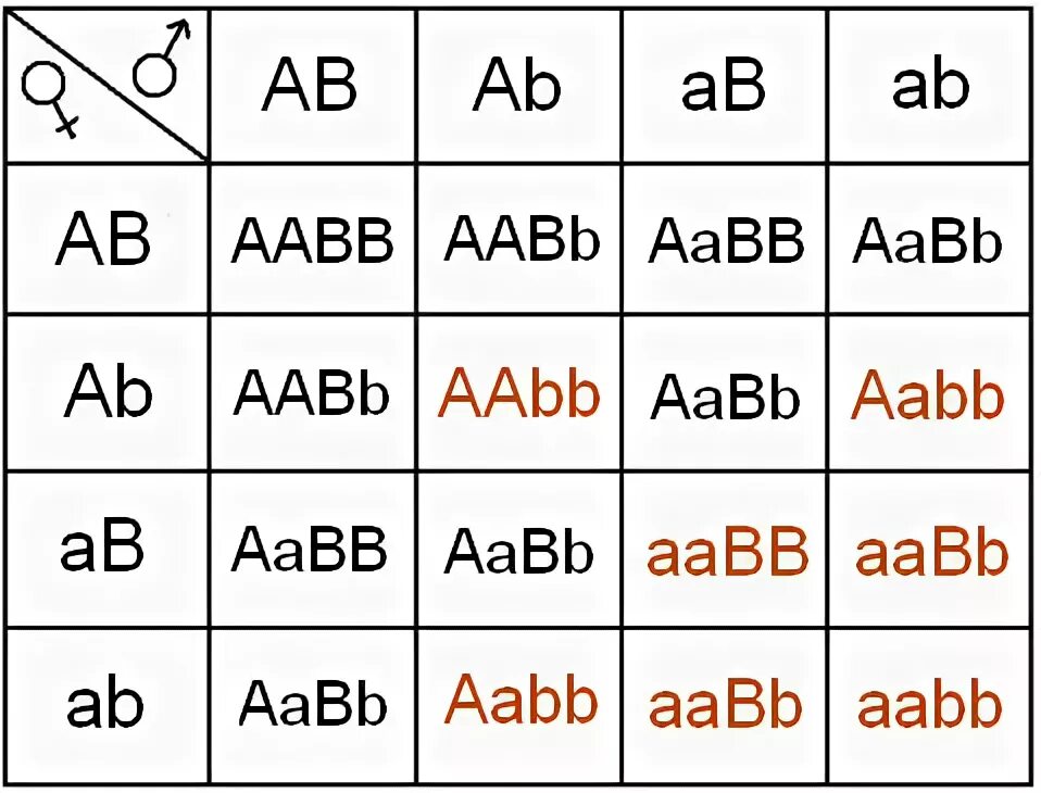 Aabb aabb полное доминирование. Решетка Пеннета ААВВ. Дигибридное скрещивание таблица. Таблица дигибридного скрещивания. AABB * AABB решётка Пеннета.