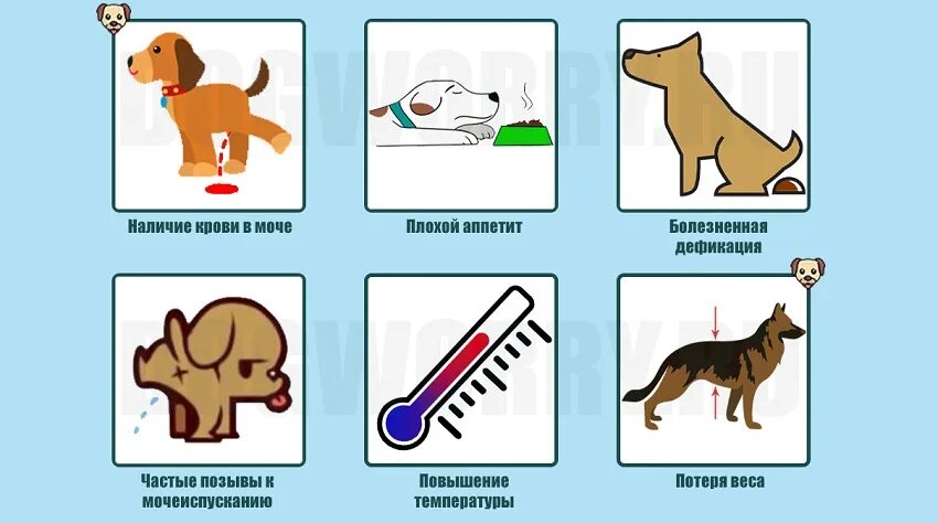 У собаки моча с кровью что это