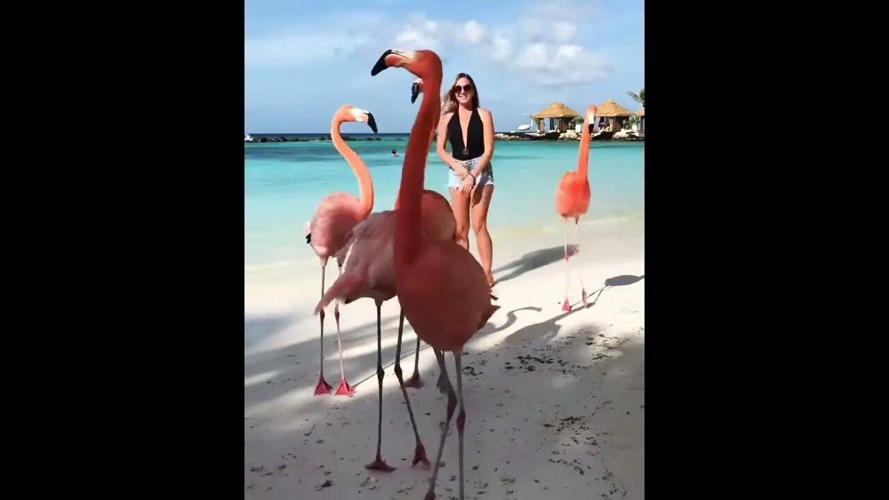 Розовый фламинго дитя заката фото. Вера фламинго. Розовый фламинго дитя заката клип. Фламинго дитя заката слушать. Розовый фламинго дитя заката.