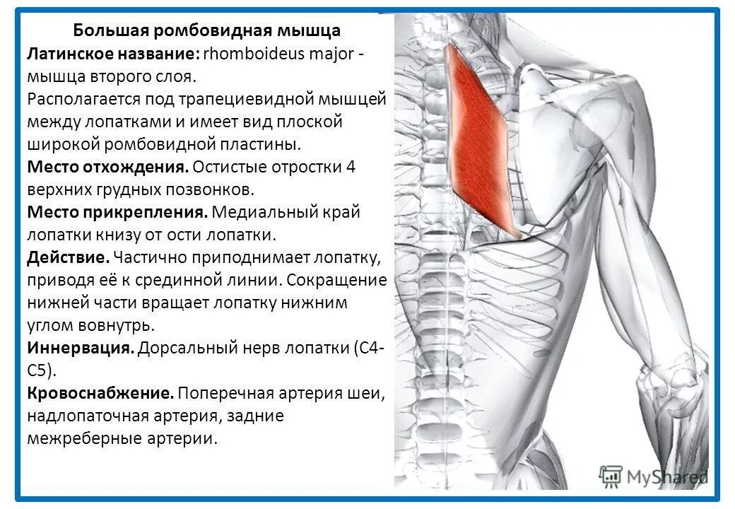 Почему может болеть лопатка. Большая ромбовидная мышца m. rhomboideus Major. Трапециевидная мышца, большая и малая ромбовидная. Малая ромбовидная мышца спины функции. Ромбовидная мышца спины болит.