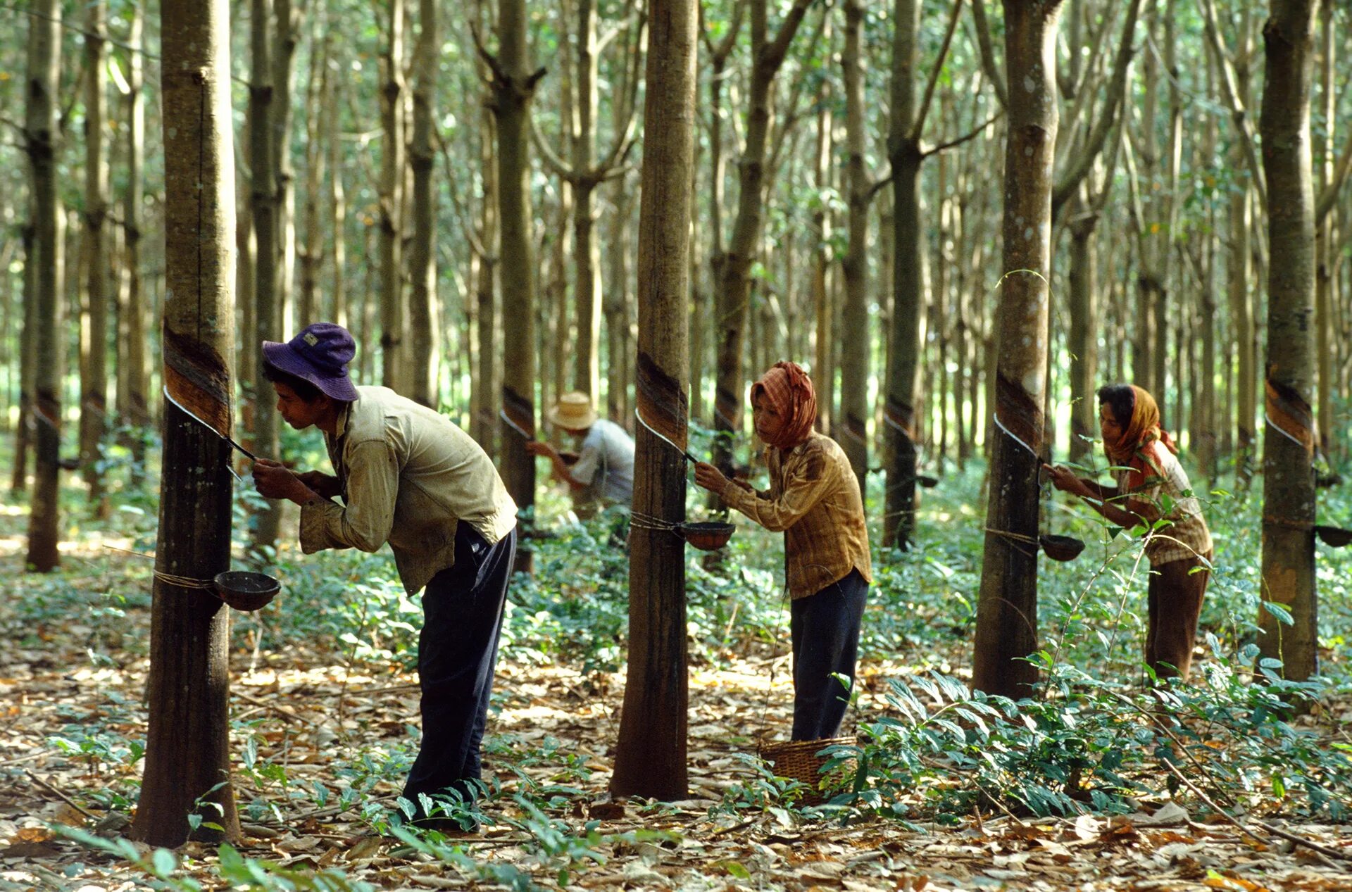 Дерево плантации. Гевея бразильская каучук. Натуральный каучук дерево гевея. Тайланд и гевея. Плантации гевеи во Вьетнаме.