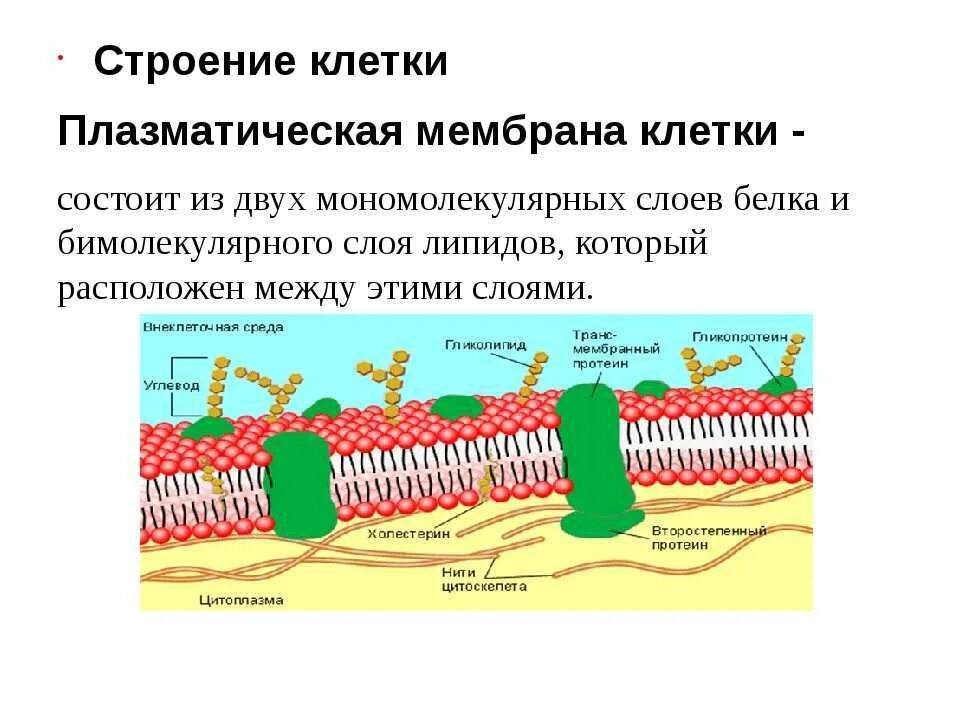 Из чего состоит оболочка клетки. Структура клетки плазматическая мембрана. Строение плазматической мембраны клетки. Плазматическая мембрана структура и функции. Наружная клеточная мембрана плазмалемма строение.