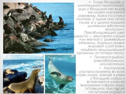 Ластоногие презентация