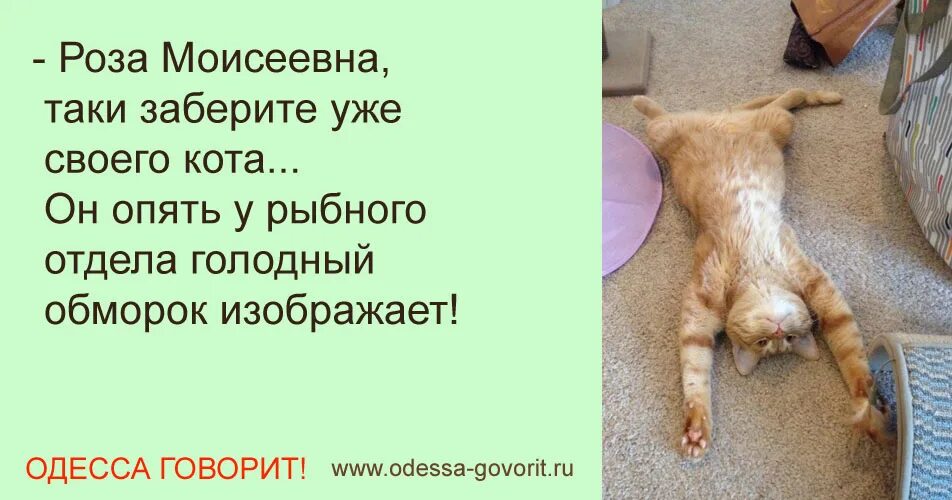 Кот изображает голодный обморок. Юмор кот голодный обморок. Кошка в голодном обмороке. Бывает и голодный