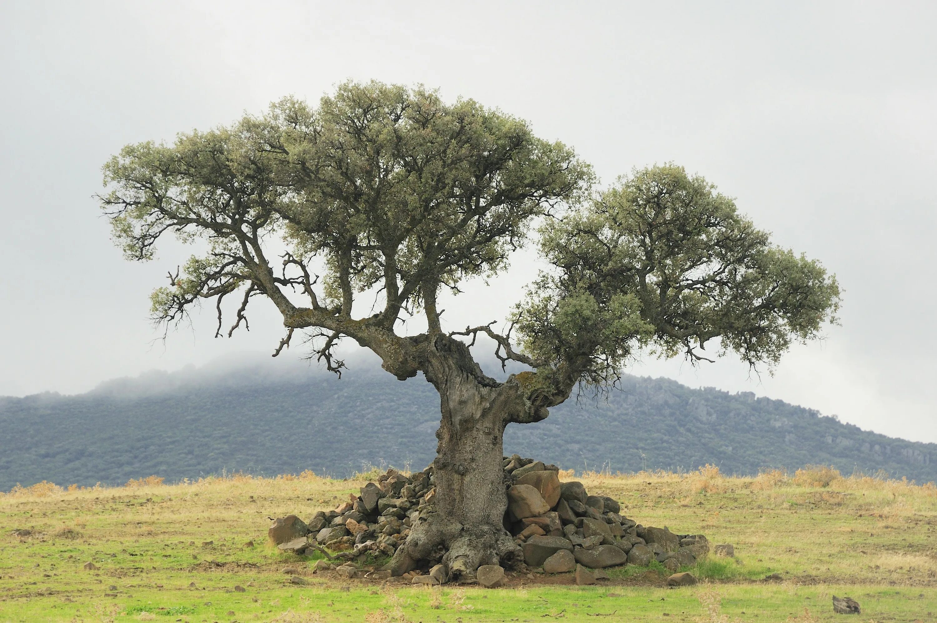 Old tree