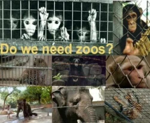 Advantages of keeping animals in zoos. Эссе keeping animals in zoos. zoos should be banned. advantages of zoo. keeping animals in zoos essay.