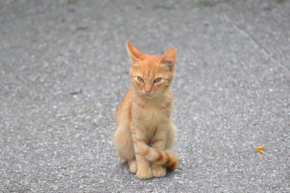 Маленькая худая рыжая. Рыжий котёнок. Котенок оранжевый. Оранжевая кошка. Кошки маленькие рыжие.